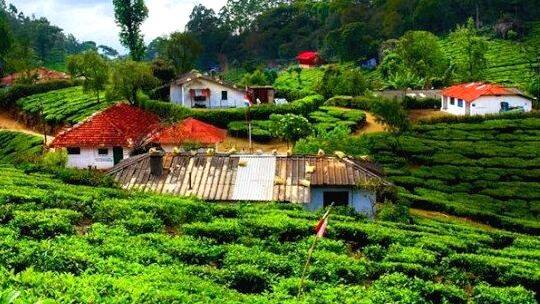 മൂന്നാറിൽ വീണ്ടും കയ്യേറ്റം ഒഴിപ്പിക്കൽ; ചിന്നക്കനാലിൽ അഞ്ച് ഏക്കർ‌ ഏലത്തോട്ടം ഒഴിപ്പിച്ചു